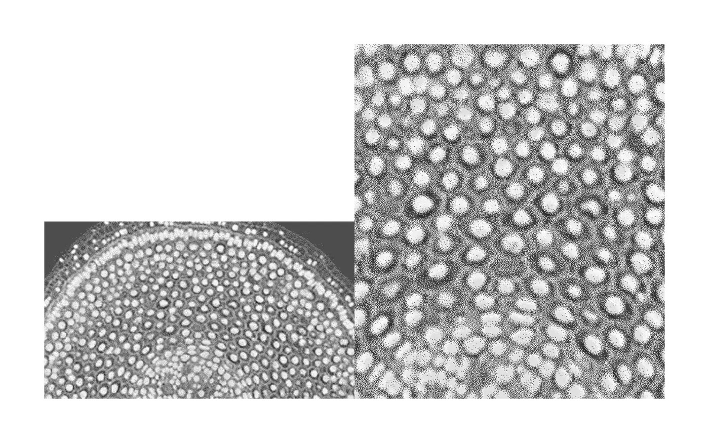 Scientific imagery rendered as a halftone pattern for the MDPI visual language